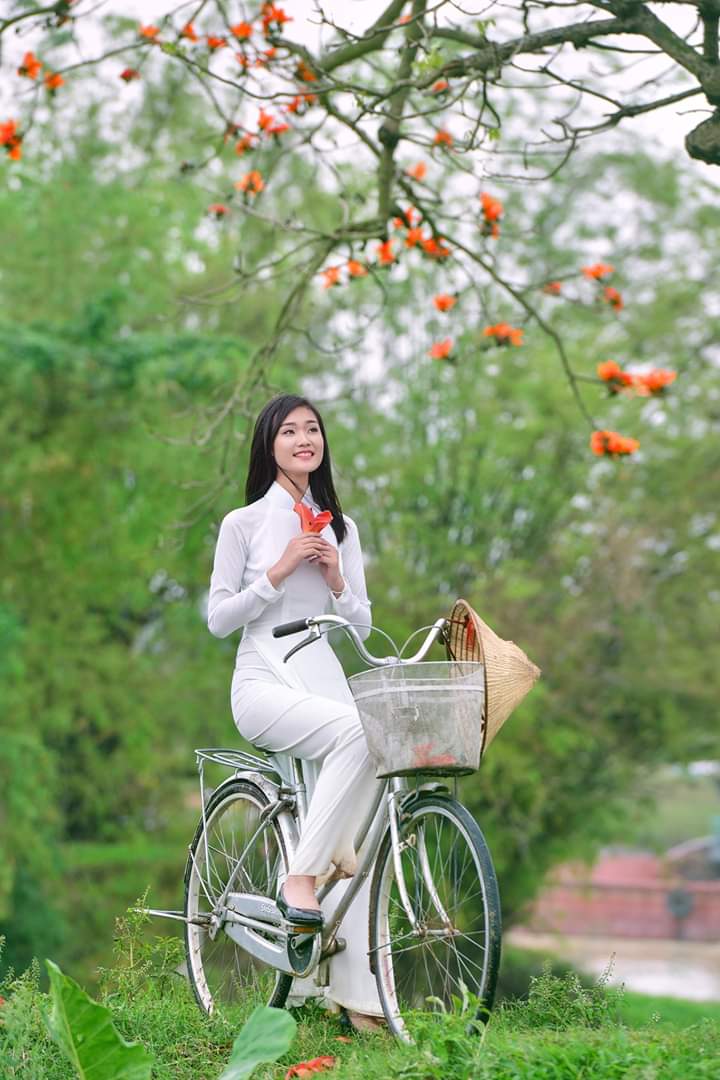 Tạo dáng áo dài với xe đạp và hoa phượng (Aphoto) Tạo dáng áo dài với xe đạp và hoa phượng